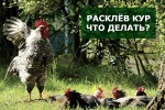 Расклев Кур, что делать?
