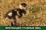 ИНКУБАЦИЯ ГУСИНЫХ ЯИЦ. 