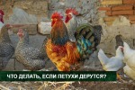 Что делать, если петухи дерутся между собой? 