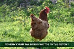 Почему так важно чистое питье летом для кур?