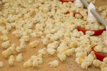 Бройлеры: где покупать, кого выбрать, как определить, что вам не подсовывают нечто другое (приезжайте за цыплятами с весами)