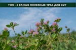 Какую траву давать курам летом? ТОП-5 самых полезных