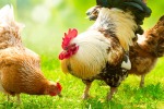 Карантин для наших Курочек