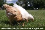 Понос у курочек: Что делать? народные средства лечения 