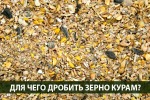 Для чего дробить зерно перед кормлением кур?