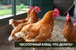Чесоточный клещ. Что делать?