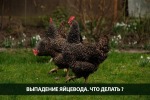 Выпадение яйцевода у Кур-несушек.