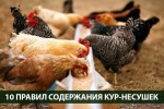 10 советов для новичков при содержании Кур несушек