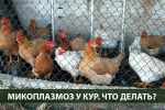 Микоплазмос у Кур-несушек. Симптомы и методы лечения