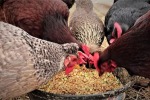 Норма питания для кур несушек на сутки