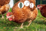 Народные методы лечения Кур несушек от гельминтов