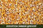 Чем полезна кукуруза для кур?