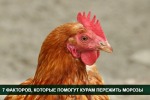 7 факторов, которые помогут несушкам пережить холода и не заболеть