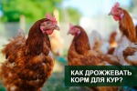 Дрожжи для кур несушек. Как давать?