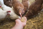 Куры на новом месте? Как перевести курочек на свой рацион
