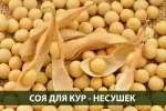Соя для кур несушек: как и сколько можно давать?