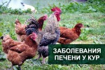 Заболевания печени у Кур несушек