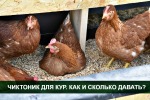 Чиктоник для кур - несушек. Как и сколько давать?