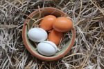Как повысить яйценоскость кур – простые советы