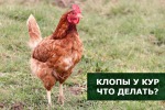 Клопы у кур. Что делать?