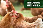 Ленивые несушки или плохой корм?