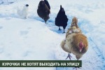 Куры не хотят гулять по снегу. Как их приучить?