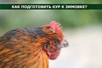 10 Советов как подготовить к зимовке кур