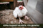 Почему Куры несушки падают на ноги? Что делать?