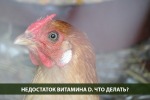 Витамин D для кур-несушек. Зимнее время, меньше возможности гулять, как восполнить баланс?