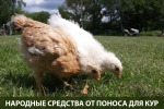 Понос у курочек: народные средства лечения