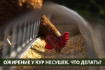 Ожирение у кур-несушек. Как определить?