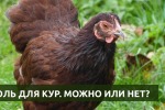 Соль для Кур-несушек. Нужно или нет?