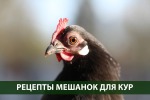 Топ-3 рецепта мешанок для кур несушек