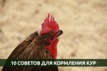 Топ-10 советов по кормлению Кур несушек
