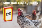 Пищевая сода для Кур несушек. Как и зачем давать?